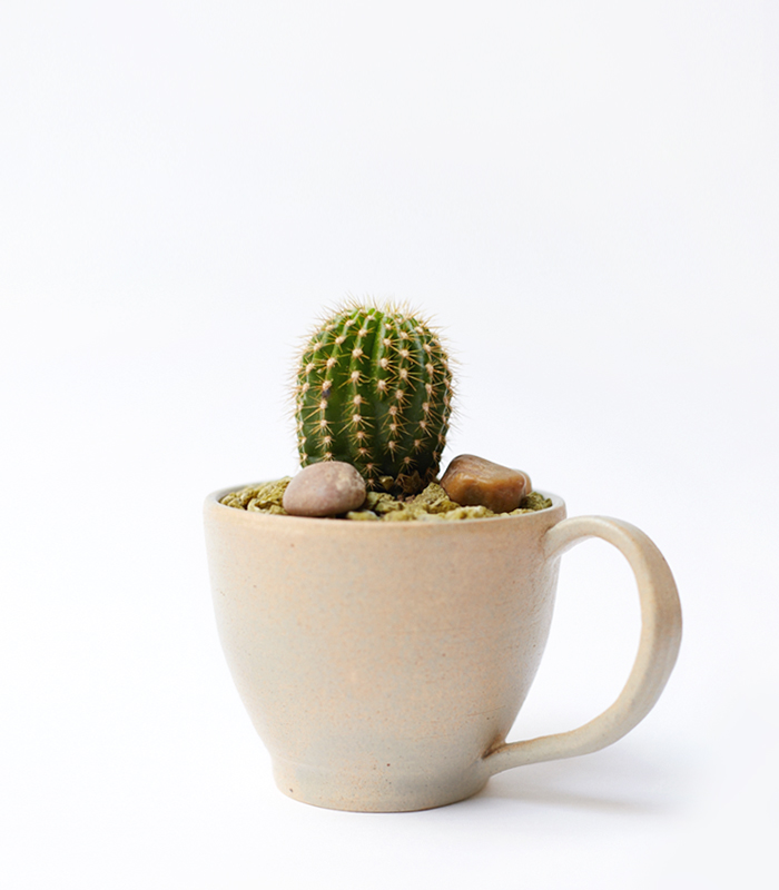 cactus cappucino