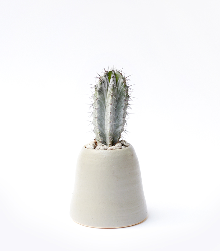 lonely cactus