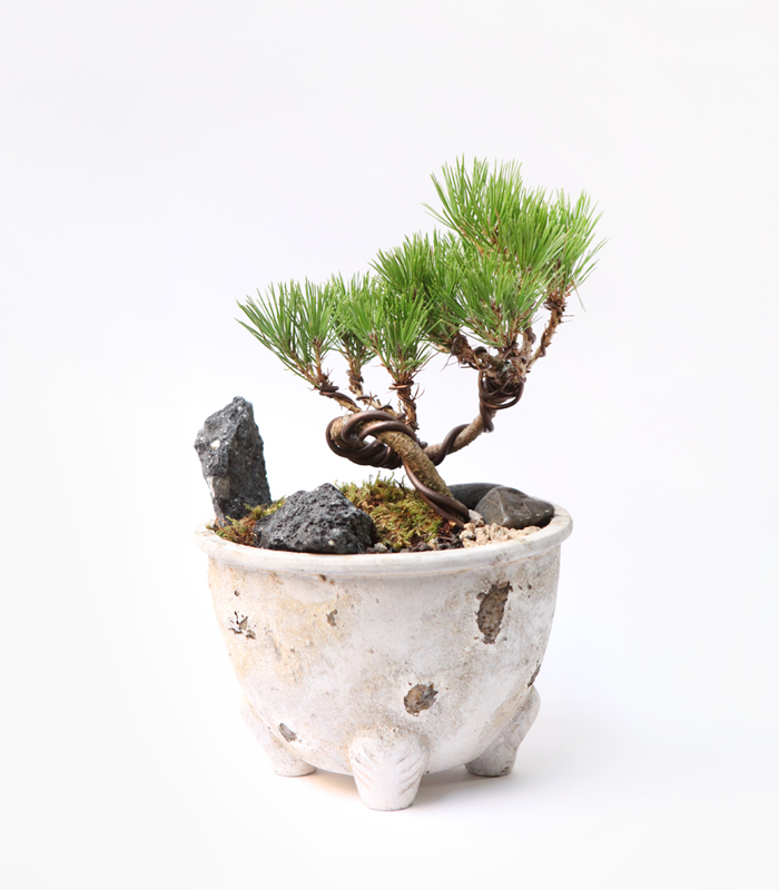 mini pine